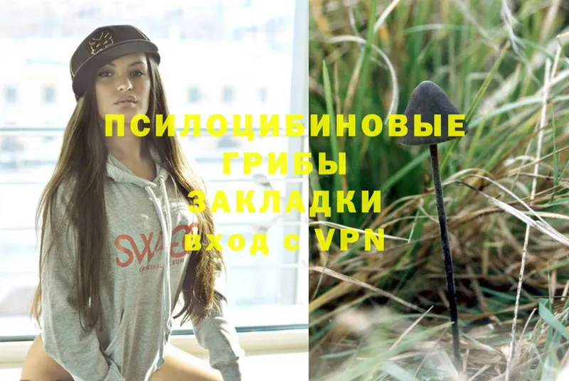 Галлюциногенные грибы Psilocybe  Сясьстрой 